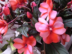 blumen